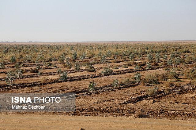 در راستای قانون هوای پاک، 80 هزار اصله نهال کاشته شده است