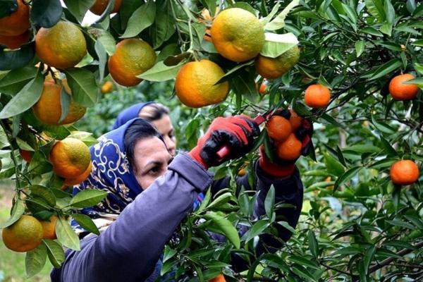 معمای نارنگی های زودرس ، جدیدترین قیمت میوه های پاییزه