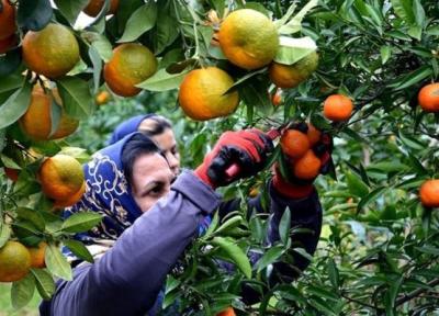 معمای نارنگی های زودرس ، جدیدترین قیمت میوه های پاییزه